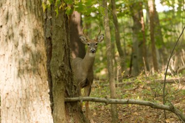 Beyaz kuyruklu geyik veya Virginia geyiği (Odocoileus virginianus) Wisconsin eyalet ormanından doğal manzara