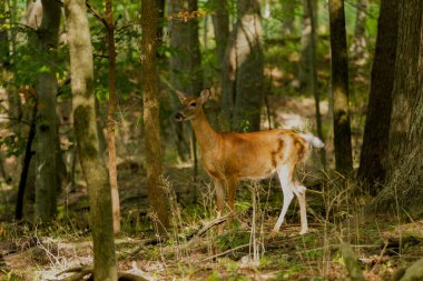 Beyaz kuyruklu geyik veya Virginia geyiği (Odocoileus virginianus) Wisconsin eyalet ormanından doğal manzara
