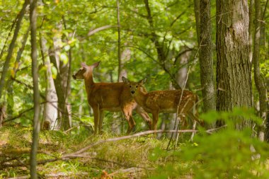 Beyaz kuyruklu geyik veya Virginia geyiği (Odocoileus virginianus) Wisconsin eyalet ormanından doğal manzara