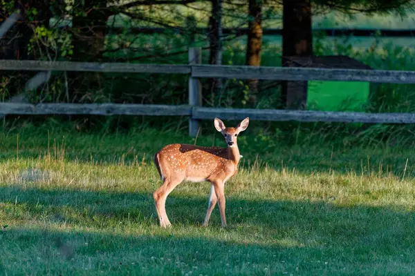 stock image Fawn white-tailed deer in the park