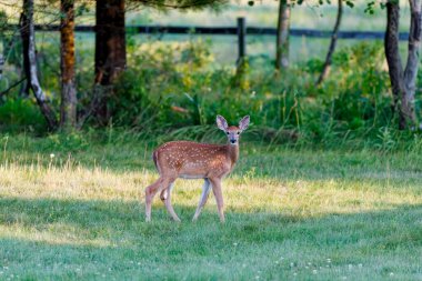 Deer. The white-tailed deer  also known as the whitetail or Virginia deer . White taild deer is  the wildlife symbol of Wisconsin  and game animal of Oklahoma. clipart