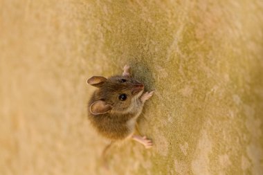 Fare. Geyik fare Kuzey Amerika 'ya özgü bir kemirgendir.