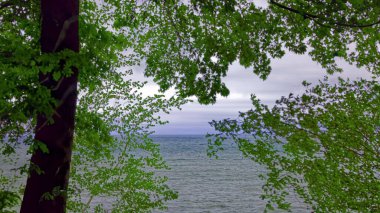 Ağaç dalları arasından göl manzarası