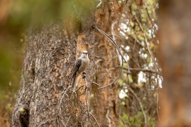 The Canada jay (Perisoreus canadensis) also known as the gray jay, grey jay, camp robber, or whisky jack clipart