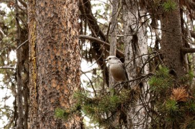 Kanada alakarga kuşu (Perisoreus canadensis) ayrıca gri alakarga, gri alakarga, kamp soyguncusu veya viski hırsızı olarak da bilinir.