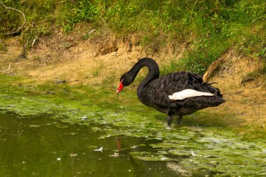 The black swan (Cygnus atratus). Species of swan from Australia. clipart