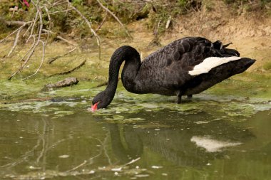 The black swan (Cygnus atratus). Species of swan from Australia. clipart