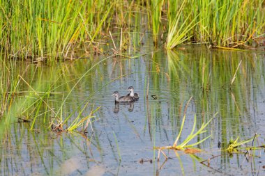  Amerikan coot (Fulica americana), genç kuş