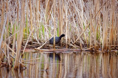 Göl kıyısında Amerikan ördeği (Fulica Americana)