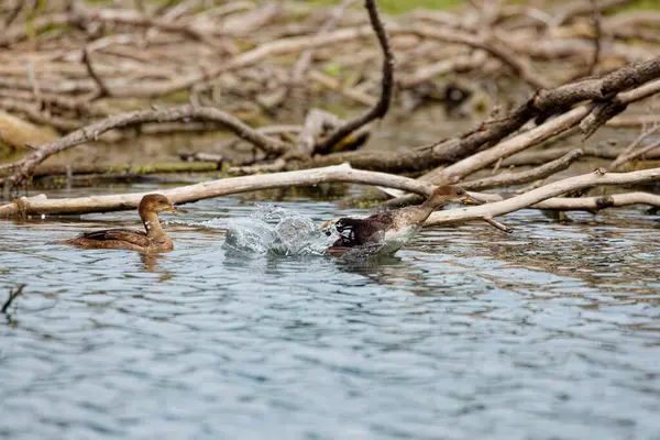 stock image Young  hooded merganser. The hooded merganser is a species of small diving duck