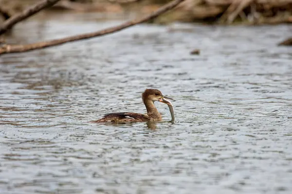 stock image Young  hooded merganser. The hooded merganser is a species of small diving duck