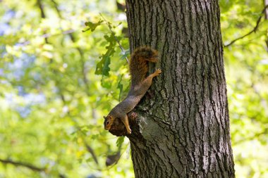 Tilki sincabı (Sciurus niger), aynı zamanda doğu tilki sincabı veya Bryant 'ın tilki sincabı olarak da bilinir.. 