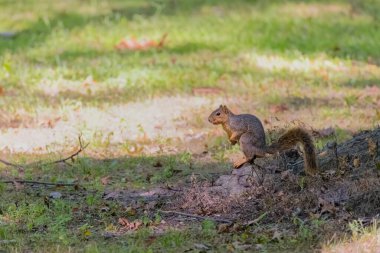 Tilki sincabı (Sciurus niger), aynı zamanda doğu tilki sincabı veya Bryant 'ın tilki sincabı olarak da bilinir.. 