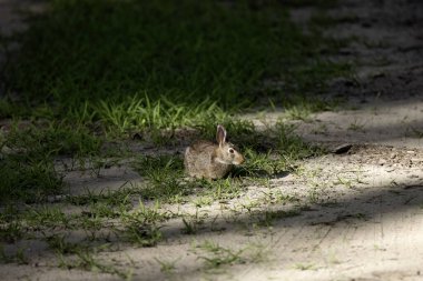 Doğu pamuk kuyruğu (Sylvilagus floridanus). Ormanda Vahşi Tavşan