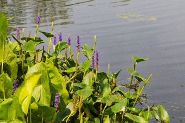 Pickerelweed, Pickerel Rush Water sümbülü (Pontederia kordata). Toptancı otu ya da toplayıcı otu, yerli amerivan çiçekleri.