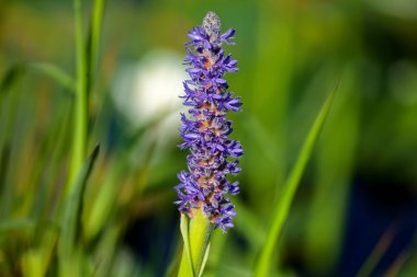 Pickerelweed, Pickerel Rush Water sümbülü (Pontederia kordata). Toptancı otu ya da toplayıcı otu, yerli amerivan çiçekleri.
