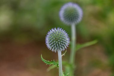 Tistle (Echinops setifer), orta ve güney Japonya, Kore ve doğu Çin 'de yetişen bir devedikeni türü.