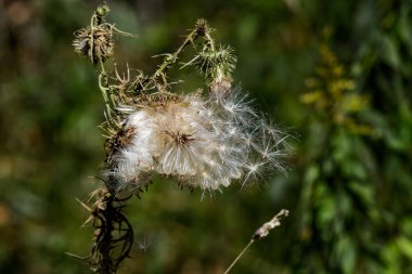 Boğa devedikeni (Cirsium vulgare). Tohumlar ekildiğinde, beyaz tüyler şeklinde bir daire ile kaplanırlar. Olgun bitkiler bitki başına 4000 tohum üretebilir.