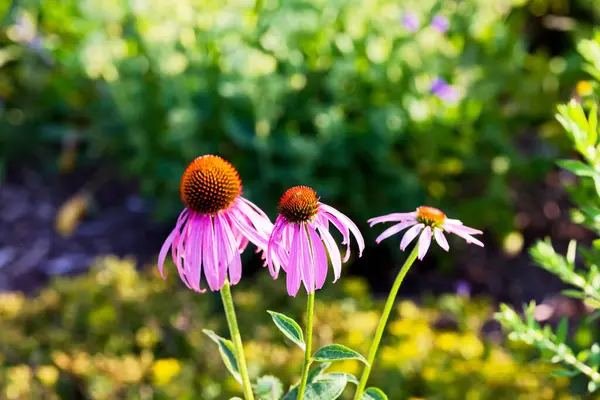 Popüler Purple Coneflower (Echinacea purpurea), yazın ortasında iki aya kadar bol bol çiçek açar ve bazen sonbaharda tekrar çiçek açar..