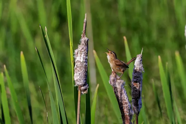 stock image The marsh wren (Cistothorus palustris). Small North American songbird in his natural environment.