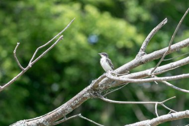 Young Eastern kingbird (Tyrannus tyrannus) after leaving the nest clipart