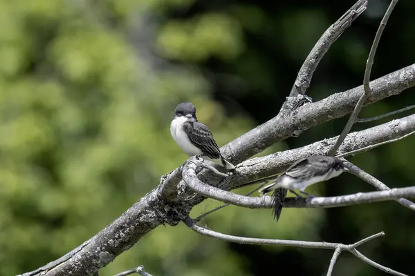 stock image Young Eastern kingbird (Tyrannus tyrannus) after leaving the nest