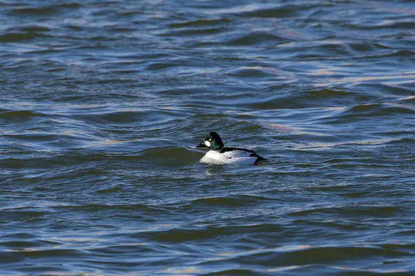 stock image The common goldeneye (Bucephala clangula) on the Manitowoc river during migration in Wisconsin.