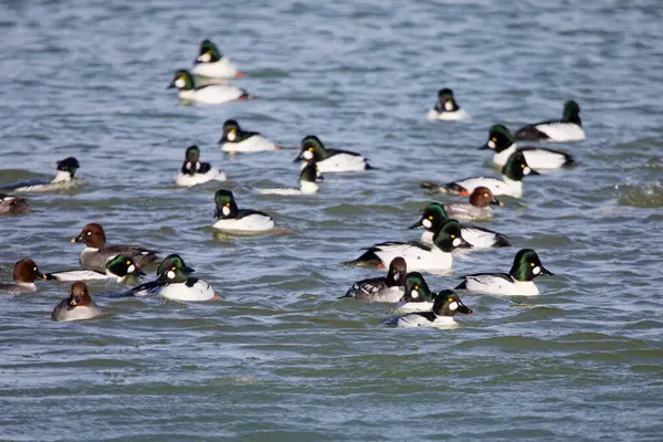 Stock image The common goldeneye (Bucephala clangula) on the Manitowoc river during migration in Wisconsin.