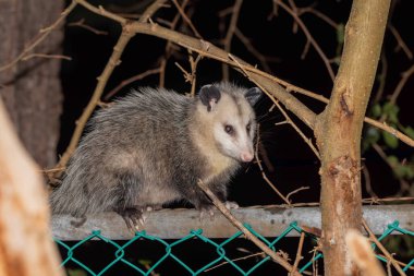  The Virginia opossum (Didelphis virginiana) - North American opossum, climbing on the tree. Wild night scene from Ohio. clipart