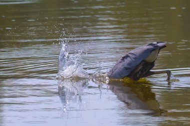 Büyük mavi balıkçıl (Ardea herodias) ava çıktı.