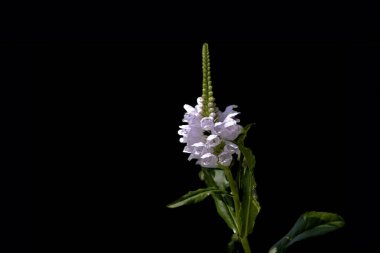 Physostegia virginiana, itaatkar bitki, itaat ya da sahte ejderha kafa..