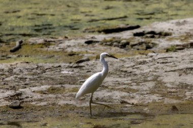  Ohio 'daki Maumee nehrinde (Egretta thula) kar ördeği