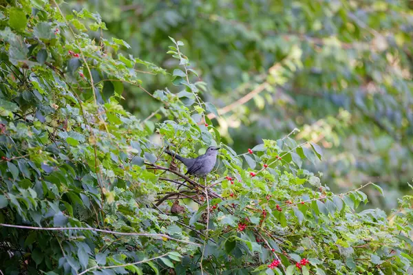 stock image Gray catbird (Dumetella carolinensis). Natural photo from Ohio