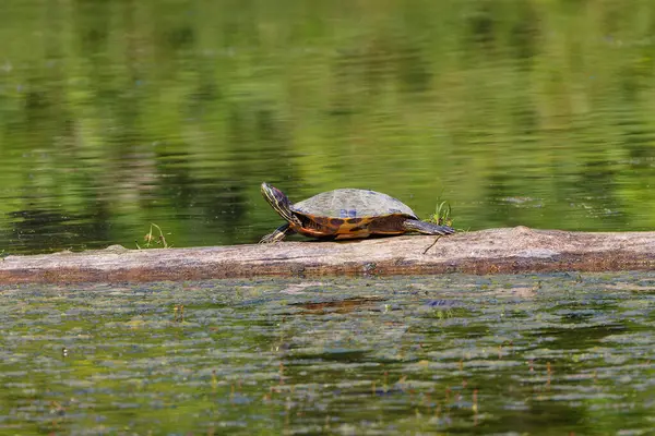 stock image The painted turtle (Chrysemys picta) is the most widespread native turtle of North America