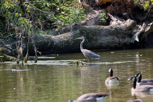 stock image The great blue heron (Ardea herodias) on the hunt