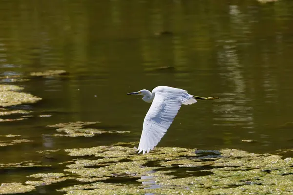 stock image  Snow egret (Egretta thula) on the Maumee river in Ohio