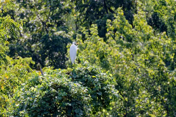 stock image The great egret (Ardea alba) on the hunt. This bird also known as the common egret, large egret, or  great white egret or great white heron.