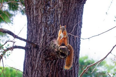 Tilki sincabı (Sciurus ni.. r), aynı zamanda Doğu tilki sincabı veya Bryant 'ın tilki sincabı olarak da bilinir.. 