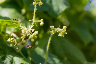 Yellowjacket or yellow jacket, wasp (Vespula germanica) on flower on wild cucumber clipart