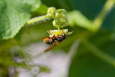 Sarı ceketli ya da sarı ceketli, yabani salatalıktaki çiçek üzerindeki yaban arısı (Vespula germanica)