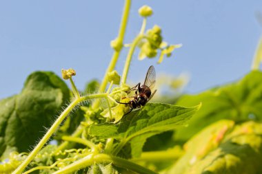 Bald-faced hornet ( Dolichovespula maculata ) on the flower wild cucumber clipart