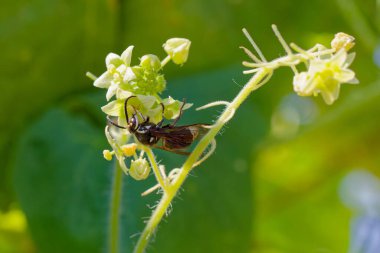 Yabani salatalığın üzerinde kel yüzlü eşek arısı (Dolichovespula maculata)