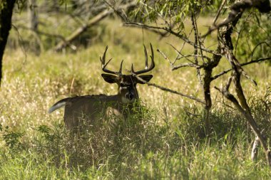 Geyik. Beyaz kuyruklu geyik aynı zamanda beyaz kuyruklu geyik ya da Virginia geyiği olarak da bilinir. Beyaz kuyruklu geyik, Wisconsin ve Oklahoma 'nın vahşi yaşam sembolüdür.