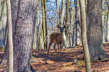 Geyik. Beyaz kuyruklu geyik aynı zamanda beyaz kuyruklu geyik ya da Virginia geyiği olarak da bilinir. Beyaz kuyruklu geyik, Wisconsin ve Oklahoma 'nın vahşi yaşam sembolüdür.