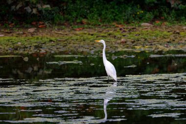 Büyük balıkçıl (Ardea alba) ava çıktı. Bu kuş aynı zamanda balıkçıl, büyük balıkçıl, büyük beyaz balıkçıl veya büyük balıkçıl olarak da bilinir..