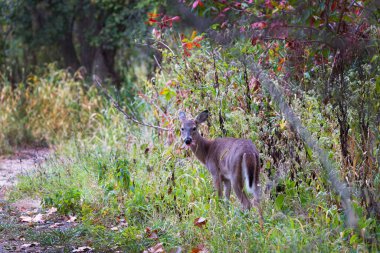 Geyik. Beyaz kuyruklu geyik aynı zamanda beyaz kuyruklu geyik ya da Virginia geyiği olarak da bilinir. Beyaz kuyruklu geyik, Wisconsin ve Oklahoma 'nın vahşi yaşam sembolüdür.