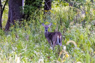Geyik. Beyaz kuyruklu geyik aynı zamanda beyaz kuyruklu geyik ya da Virginia geyiği olarak da bilinir. Beyaz kuyruklu geyik, Wisconsin ve Oklahoma 'nın vahşi yaşam sembolüdür.
