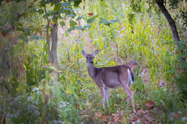 Deer. The white-tailed deer  also known as the whitetail or Virginia deer . White taild deer is  the wildlife symbol of Wisconsin  and game animal of Oklahoma clipart