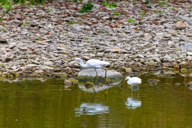 Ohio 'daki Maumee nehrinde Karlı Akbalıkçıl (Egretta thula)