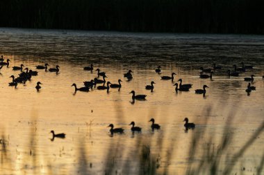 Yaban ördekleri. (Anas platyrhynchos)